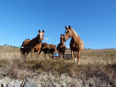 montagne cheval